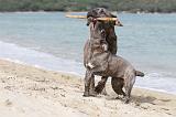 CANE CORSO 263